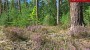 For sale - land Saarde, Väike-Rõsna küla, Setomaa vald, Võru maakond