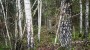 Продаётся земля Siniõismaa, Paunküla, Kose vald, Harju maakond