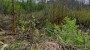 Müüa maa Sarapiku tee 11, Aruküla alevik, Raasiku vald, Harju maakond
