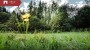 For sale  - land Orava, Tootsi küla, Võru vald, Võru maakond