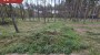 Продаётся земля Metsise, Mändjala küla, Saaremaa vald, Saare maakond