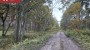 Продаётся земля Metsise, Mändjala küla, Saaremaa vald, Saare maakond