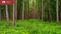 For sale - land Metsise tee 4, Papsaare küla, Pärnu linn, Pärnu maakond