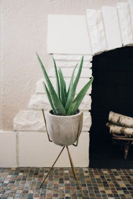 15 taime, mis parandavad õhukvaliteeti sinu kodus