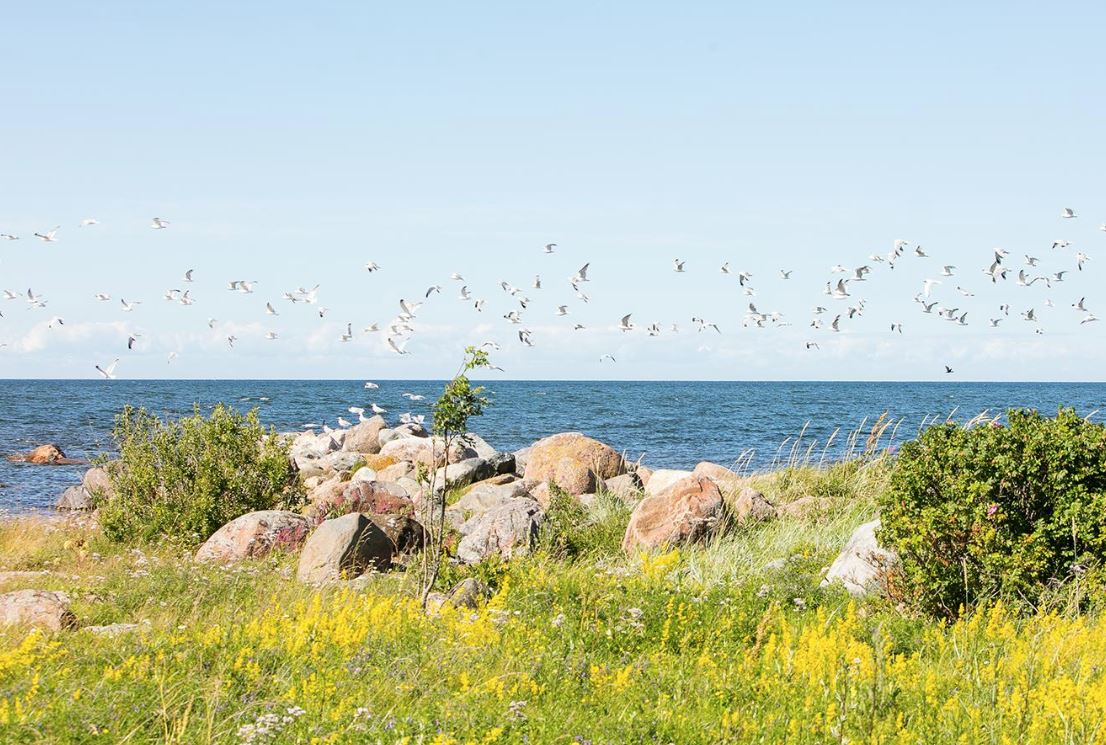 Kas lagunev maja enne kinnistu müüki lammutada või mitte?